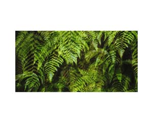 Ferns Madikari India